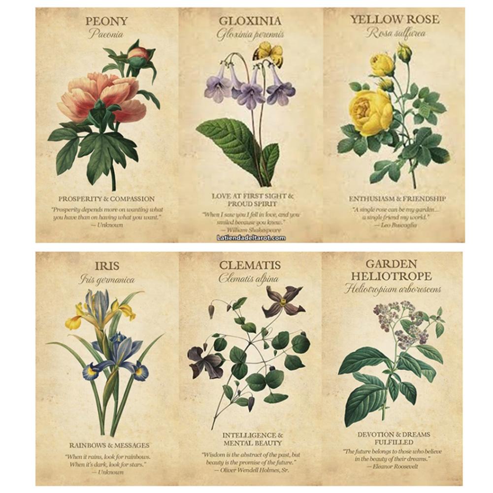 Botanical Inspiration Oracle c - Board Game Inspiration recensione e prezzo